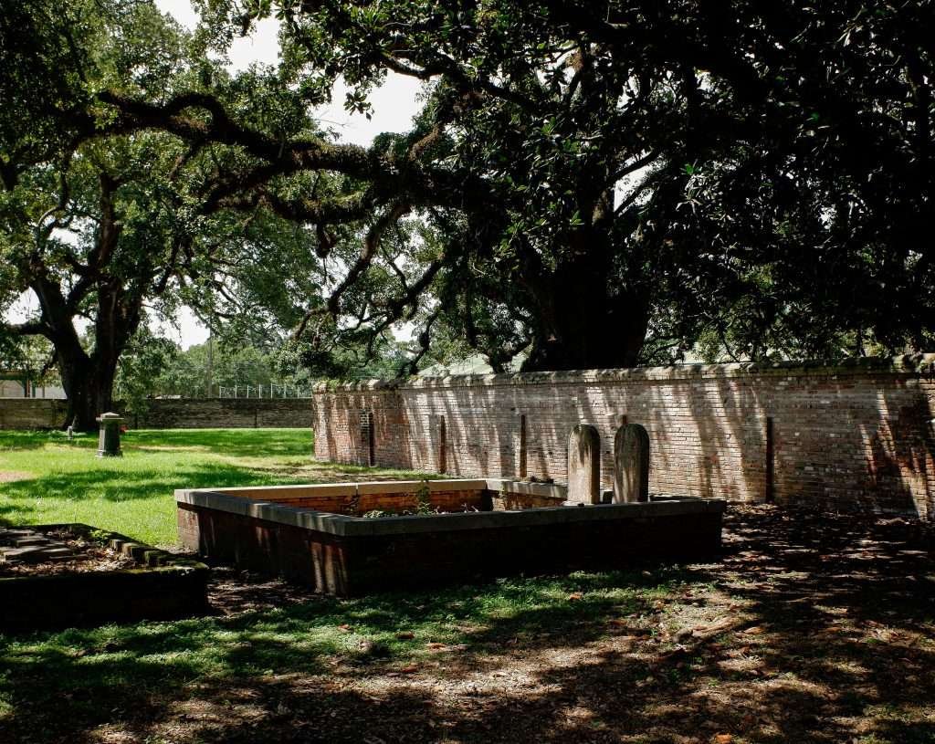 A large tree in the middle of a grassy field.